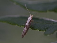 Apple Fruit Moth (Argyresthia conjugella)