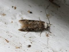 White-shouldered House Moth (Endrosis sarcitrella)