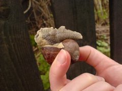 Roman Snail (Helix pomatia)