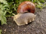 Vinbergsnegl (Helix pomatia)