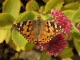 Tistelsommerfugl (Vanessa cardui)