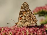 Tistelsommerfugl (Vanessa cardui)