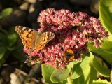 Tistelsommerfugl (Vanessa cardui)