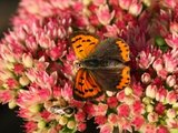 Ildgullvinge (Lycaena phlaeas)