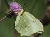 Sitronsommerfugl (Gonepteryx rhamni)