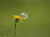 Rapssommerfugl (Pieris napi)