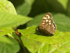 Speckled Wood (Pararge aegeria)