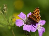 Rødflekket perlemorvinge (Boloria euphrosyne)