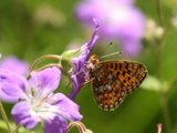 Rødflekket perlemorvinge (Boloria euphrosyne)