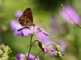 Rødflekket perlemorvinge (Boloria euphrosyne)