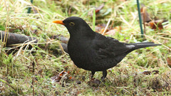 Svarttrost (Turdus merula)