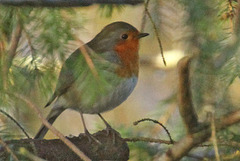 Rødstrupe (Erithacus rubecula)