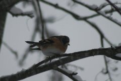 Bjørkefink (Fringilla montifringilla)