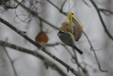 Rødstrupe (Erithacus rubecula)