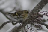 Grønnsisik (Carduelis spinus)