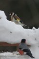 Stillits (Carduelis carduelis)