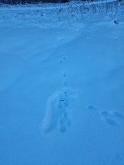 Hare (Lepus timidus)