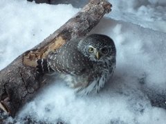 Spurveugle (Glaucidium passerinum)