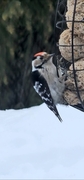 Lesser Spotted Woodpecker (Dendrocopos minor)