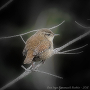 Winter Wren (Troglodytes troglodytes)