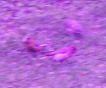 Common Rosefinch (Carpodacus erythrinus)
