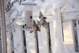 Gråspurv (Passer domesticus)