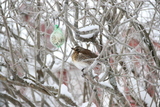 Gråtrost (Turdus pilaris)