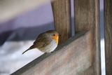 Rødstrupe (Erithacus rubecula)