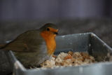 Rødstrupe (Erithacus rubecula)