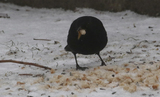 Svarttrost (Turdus merula)