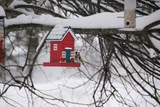 Stillits (Carduelis carduelis)