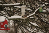 Pilfink (Passer montanus)