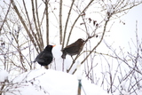 Svarttrost (Turdus merula)