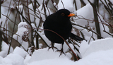 Svarttrost (Turdus merula)