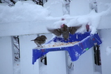 Gråspurv (Passer domesticus)