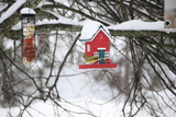 Grønnfink (Carduelis chloris)