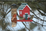 Grønnfink (Carduelis chloris)