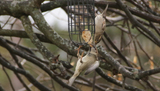 Gråspurv (Passer domesticus)