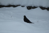 Svarttrost (Turdus merula)