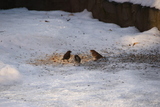 Gråspurv (Passer domesticus)