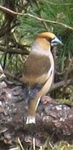 Hawfinch (Coccothraustes coccothraustes)