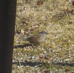 Hedge Accentor (Prunella modularis)