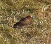 Hawfinch (Coccothraustes coccothraustes)