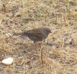 Hedge Accentor (Prunella modularis)