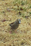 Hawfinch (Coccothraustes coccothraustes)
