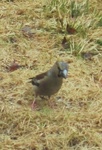 Kjernebiter (Coccothraustes coccothraustes)