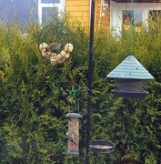 Blackcap (Sylvia atricapilla)