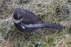 Ring Ouzel (Turdus torquatus)