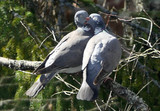 Ringdue (Columba palumbus)