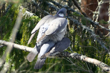 Ringdue (Columba palumbus)